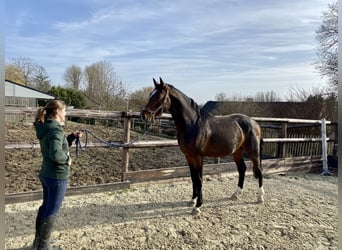 Belgiskt varmblod, Valack, 5 år, 168 cm, Mörkbrun