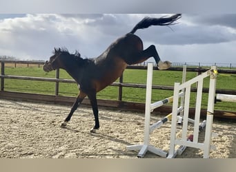 Belgiskt varmblod, Valack, 5 år, 168 cm, Mörkbrun