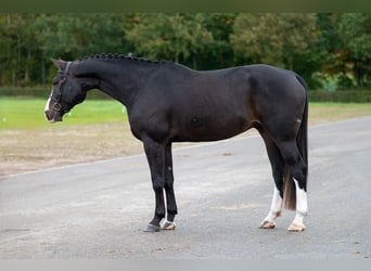 Belgisches Warmblut, Wallach, 5 Jahre, 170 cm, Dunkelbrauner