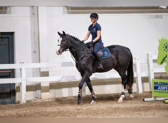 Belgisches Warmblut, Wallach, 5 Jahre, 170 cm, Dunkelbrauner