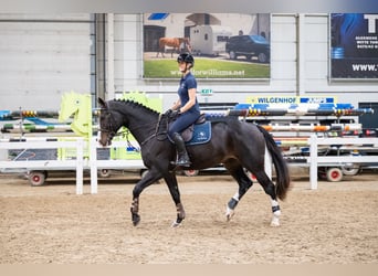 Belgisches Warmblut, Wallach, 5 Jahre, 170 cm, Dunkelbrauner