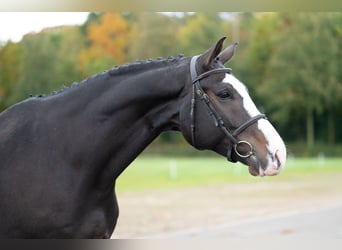 Belgisches Warmblut, Wallach, 5 Jahre, 170 cm, Dunkelbrauner