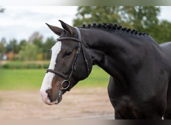 Belgisches Warmblut, Wallach, 5 Jahre, 170 cm, Dunkelbrauner