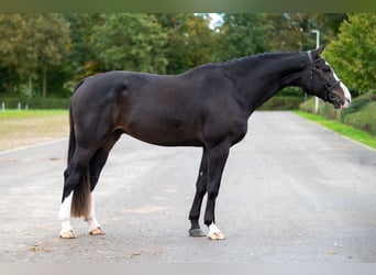 Belgisches Warmblut, Wallach, 5 Jahre, 170 cm, Dunkelbrauner