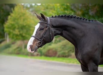 Belgisches Warmblut, Wallach, 5 Jahre, 170 cm, Dunkelbrauner