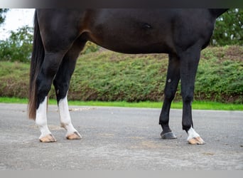 Belgisches Warmblut, Wallach, 5 Jahre, 170 cm, Dunkelbrauner