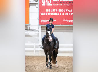 Belgisches Warmblut, Wallach, 5 Jahre, 170 cm, Dunkelbrauner