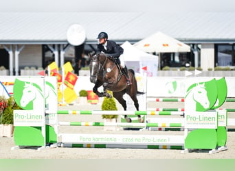 Belgiskt varmblod, Valack, 5 år, 170 cm, Rökfärgad svart