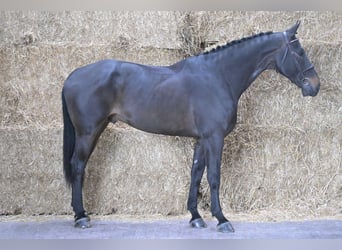Belgiskt varmblod, Valack, 6 år, 170 cm, Mörkbrun