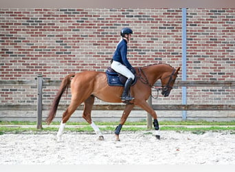 Belgisches Warmblut, Wallach, 6 Jahre, 176 cm, Fuchs