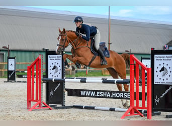 Belgisches Warmblut, Wallach, 6 Jahre, 176 cm, Fuchs