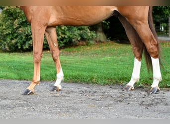 Belgisches Warmblut, Wallach, 6 Jahre, 176 cm, Fuchs