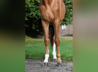 Belgisches Warmblut, Wallach, 6 Jahre, 176 cm, Fuchs