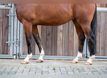 Belgisches Warmblut, Wallach, 8 Jahre, 165 cm, Brauner