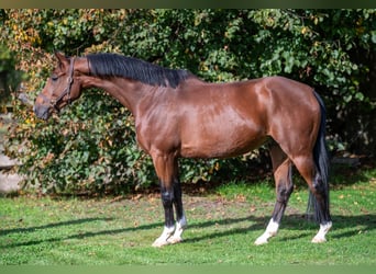 Belgisches Warmblut, Wallach, 8 Jahre, 165 cm, Brauner