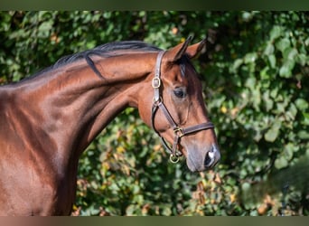 Belgisches Warmblut, Wallach, 8 Jahre, 165 cm, Brauner