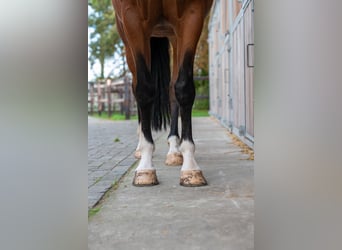 Belgisches Warmblut, Wallach, 8 Jahre, 165 cm, Brauner