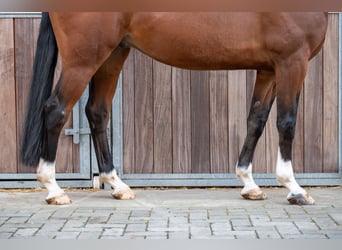 Belgisches Warmblut, Wallach, 8 Jahre, 165 cm, Brauner