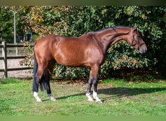 Belgisches Warmblut, Wallach, 8 Jahre, 165 cm, Brauner