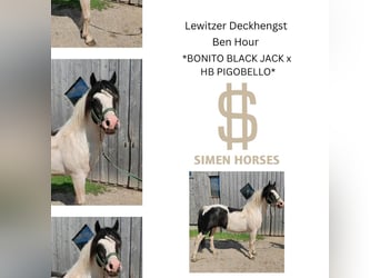 Lewitzer Mix, Stallion, 13 years, 13,3 hh, Pinto