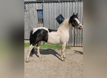 Lewitzer Mix, Stallion, 13 years, 13,3 hh, Pinto