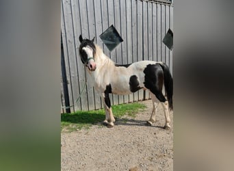 Lewitzer Mix, Stallone, 14 Anni, 142 cm, Pezzato