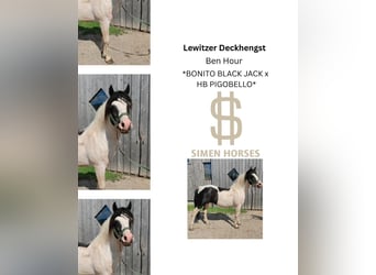 Lewitzer Mix, Stallone, 14 Anni, 142 cm, Pezzato