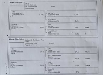 Lewitzer Mix, Stallone, 14 Anni, 142 cm, Pezzato