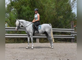 Berber-Arabier, Hengst, 4 Jaar, 150 cm, Vliegenschimmel