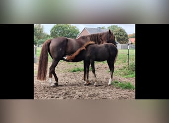 Berber-Arabier, Hengst, Veulen (06/2025), 155 cm, Donkere-vos