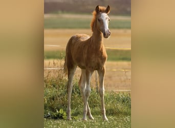 Berber-Arabier, Merrie, 1 Jaar, 154 cm, Rood schimmel
