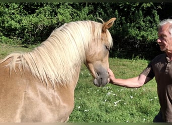Berber-Arabier, Merrie, 3 Jaar