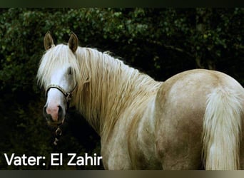 Berber-Arabier, Merrie, 3 Jaar