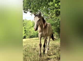 Berber-Arabier, Merrie, 3 Jaar
