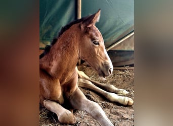 Berber-Arabier, Merrie, 3 Jaar