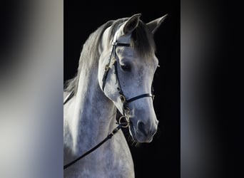Berber-Arabier, Ruin, 12 Jaar, 173 cm, Schimmel