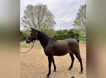 Berber-Arabier, Ruin, 13 Jaar, 160 cm, Bruin