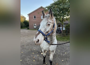 Berber-Arabier Mix, Ruin, 17 Jaar, 140 cm, Schimmel