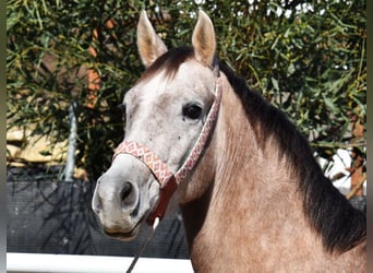 Berber-Arabier, Ruin, 3 Jaar, 152 cm, Schimmel