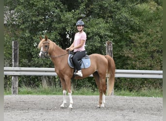 Berber-Arabier, Ruin, 4 Jaar, 150 cm, Vos
