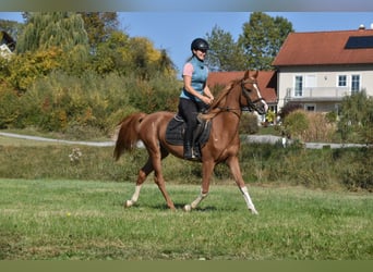 Berber-Arabier, Ruin, 4 Jaar, 150 cm, Vos