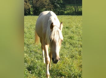 Berber, Gelding, 2 years, 15,1 hh, Palomino