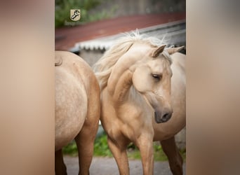Berber, Gelding, 3 years, 14.3 hh, Palomino