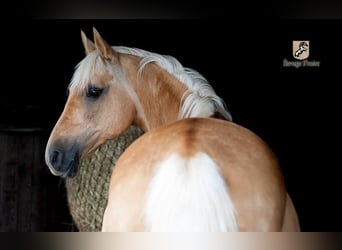 Berber, Gelding, 3 years, 14.3 hh, Palomino