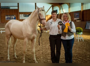Berber, Gelding, 3 years, 14.3 hh, Palomino
