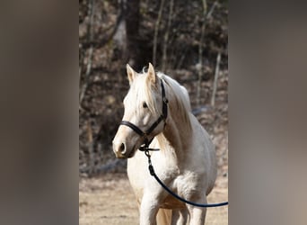 Berber, Gelding, 3 years, 14.3 hh, Palomino