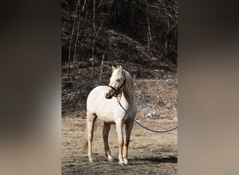 Berber, Gelding, 3 years, 14.3 hh, Palomino