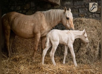 Berber, Gelding, 3 years, 14.3 hh, Palomino