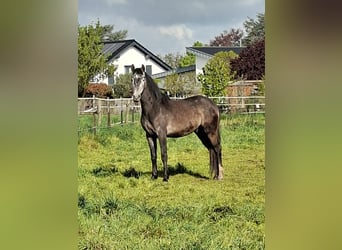 Berber, Gelding, 3 years, 15.1 hh, Grey