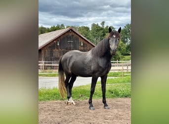 Berber, Gelding, 4 years, 15.2 hh, Grey